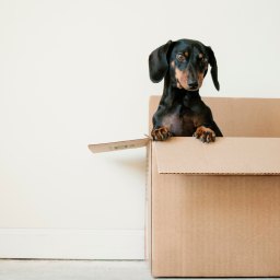 Can We Blame Moving for Bad Mental Health?